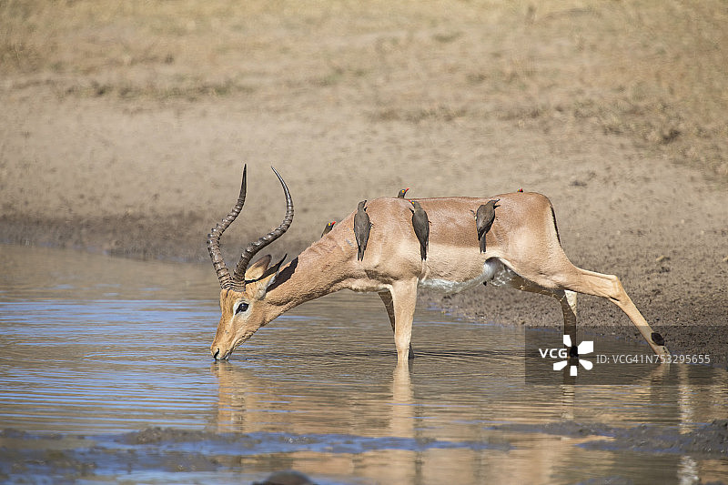 南非克鲁格国家公园：面临鳄鱼风险，黑斑羚公羊在池塘饮水图片素材