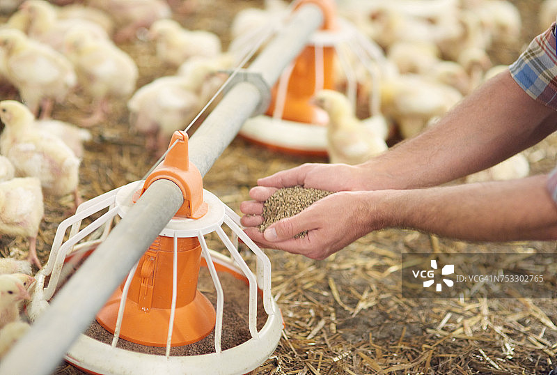 向喂食器中添加牧草，波兰德比察图片素材