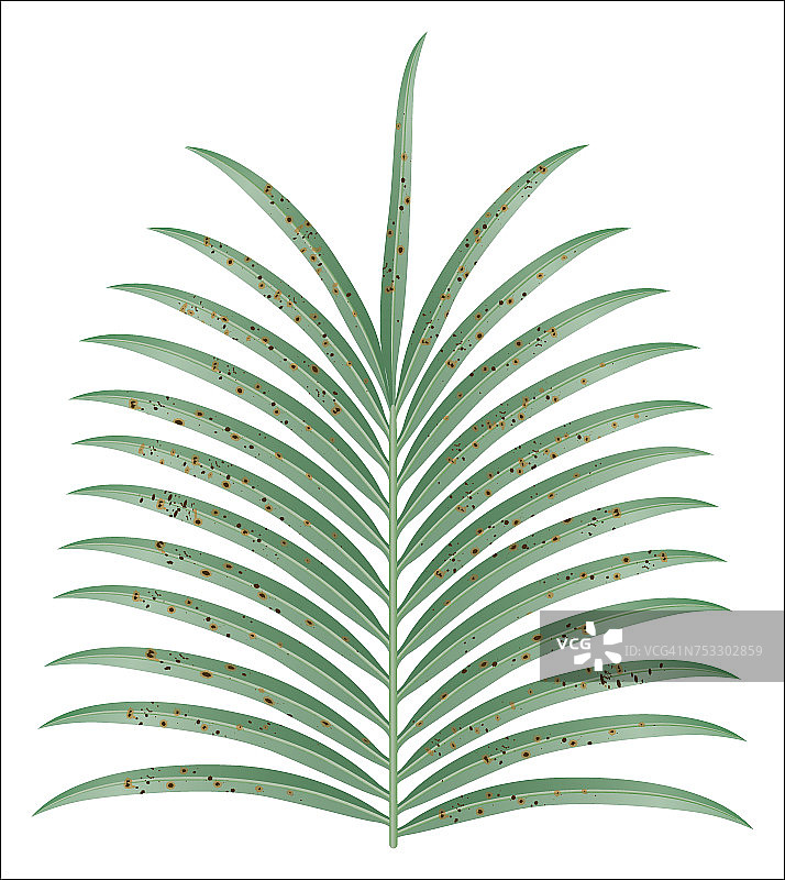 棕榈海枣植物叶子上的棕色斑点图片素材