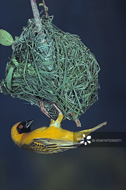 挂在鸟巢上的非洲织布鸟图片素材