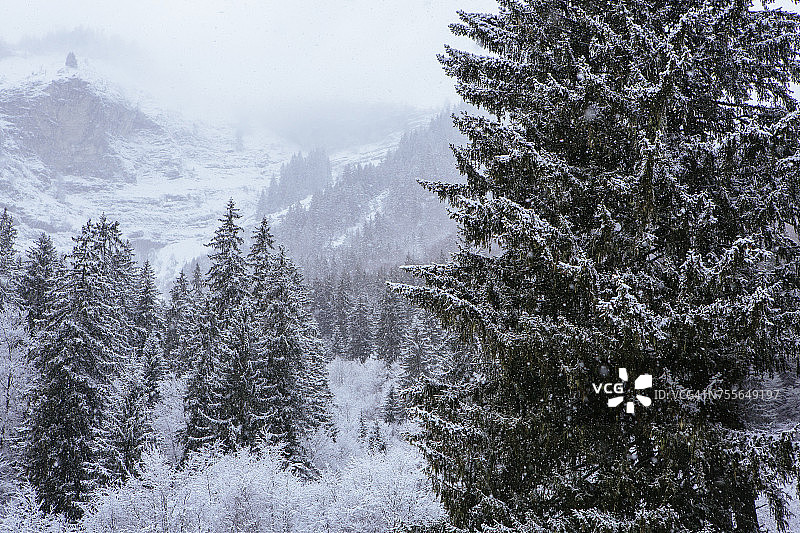 法国莫尔济讷的针叶林冬季景色图片素材