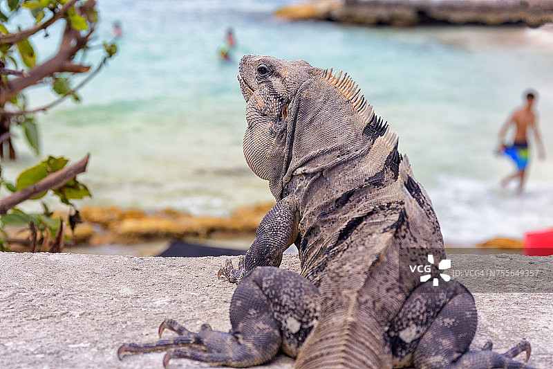 在墨西哥尤卡坦半岛穆赫雷斯岛上的鬣蜥的背影图片素材