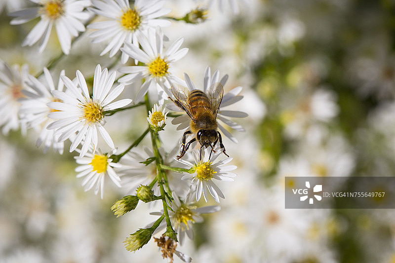 蜜蜂栖息在雏菊花上，美国俄勒冈州格兰茨帕斯图片素材