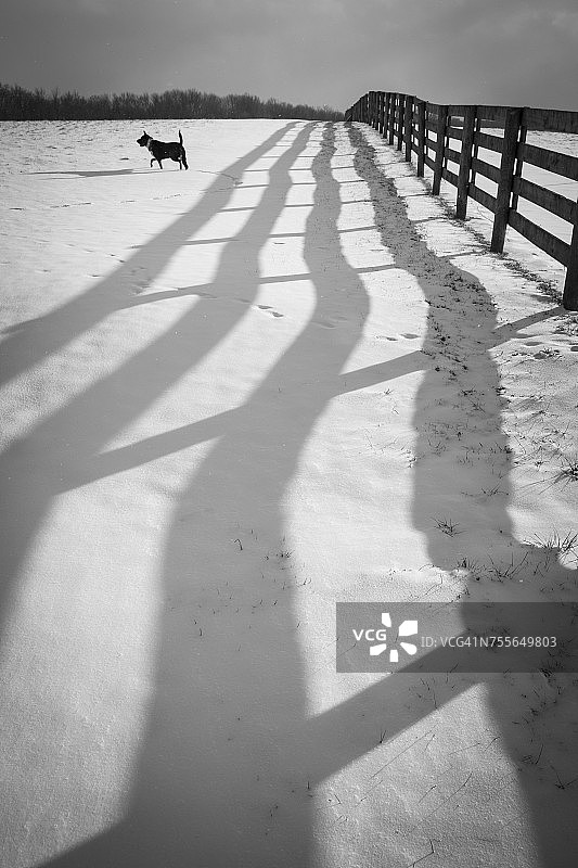 雪地栅栏的影子和狗，美国俄亥俄州约翰斯敦图片素材