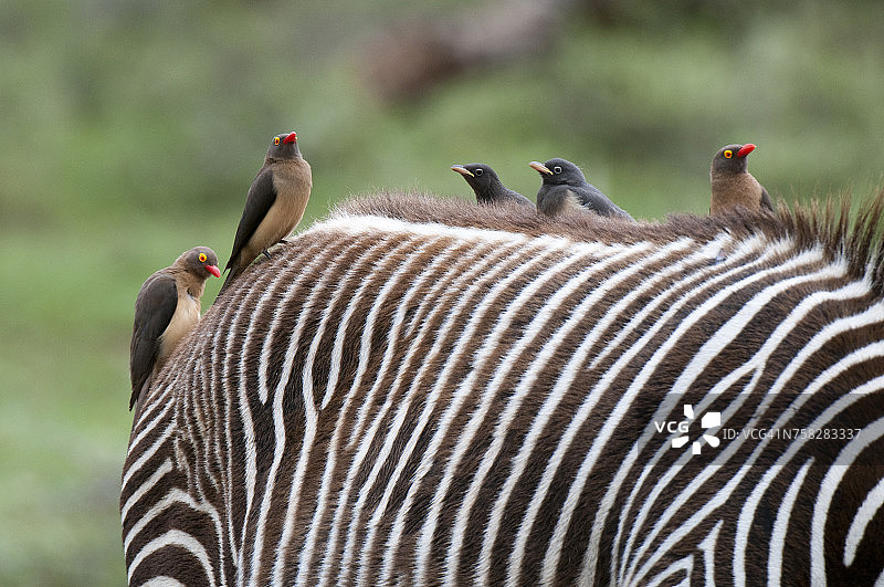 站在格雷维斑马背上的红嘴牛椋鸟，桑布鲁国家公园，肯尼亚图片素材