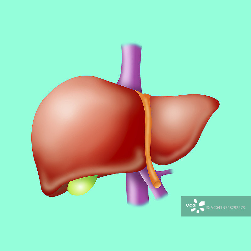 肝脏绘画图片素材