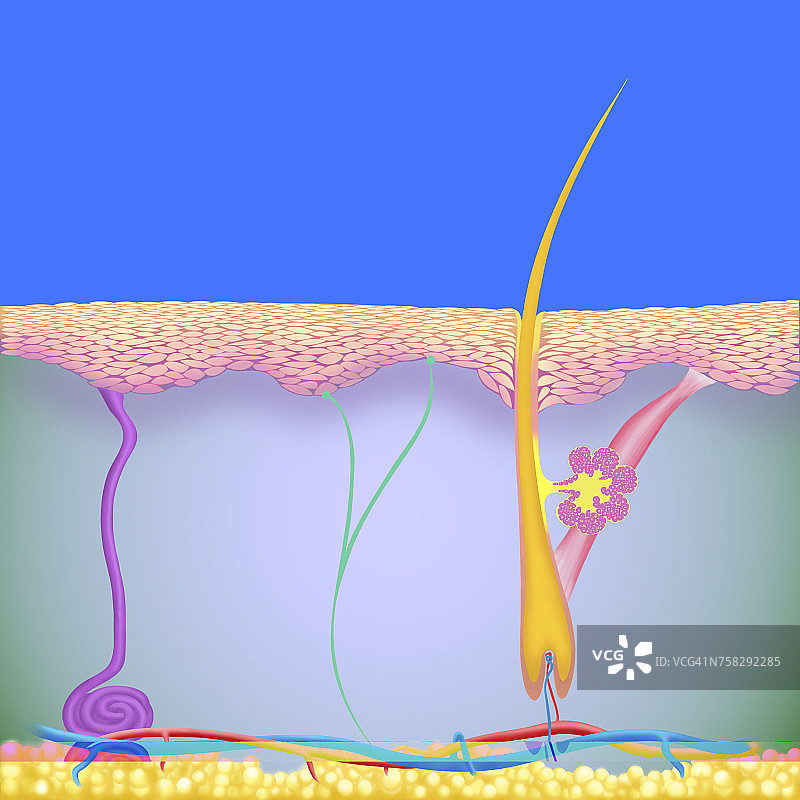 皮肤插画图片素材