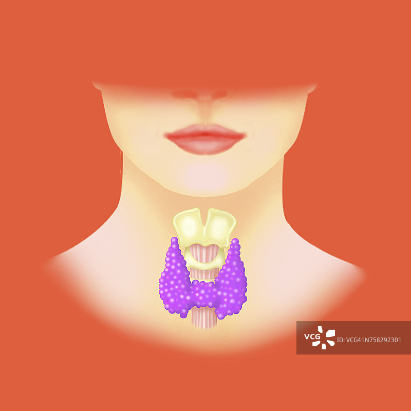 甲状腺插图图片素材