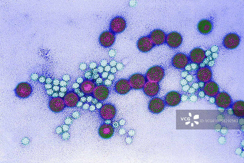轮状病毒图片素材