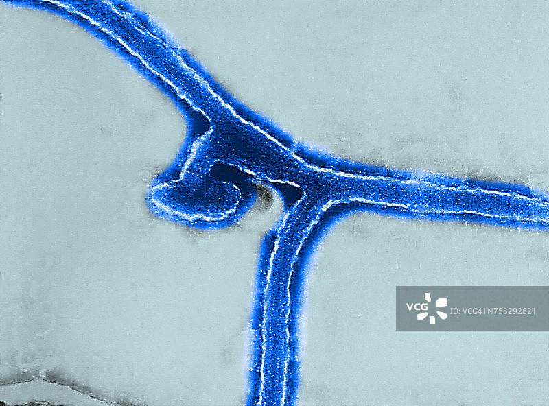 马尔堡病毒图片素材