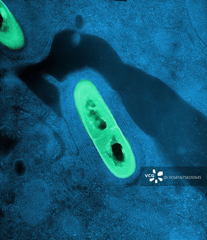 李斯特菌图片素材
