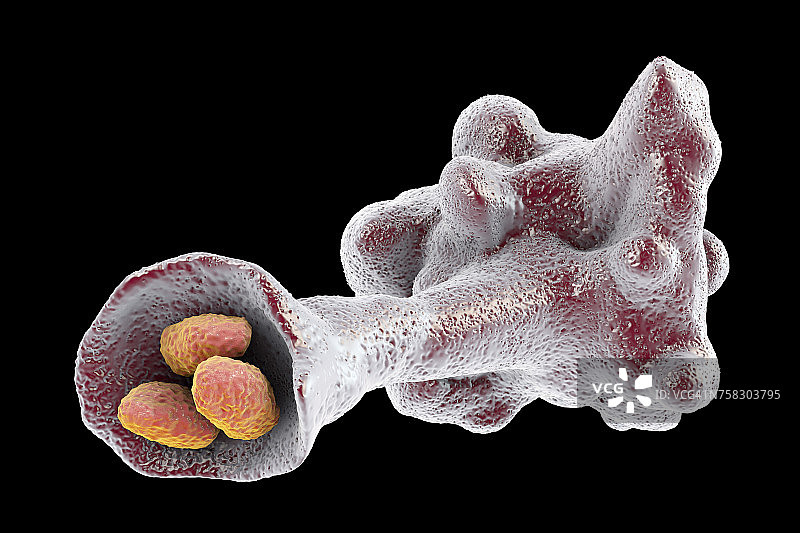 变形虫吞噬细菌插图图片素材