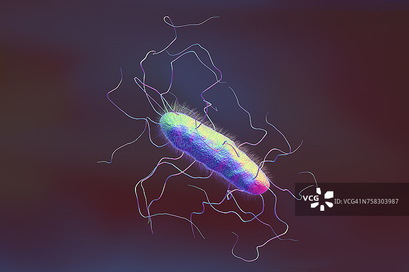 带有鞭毛和菌毛的细菌，图示图片素材