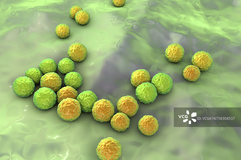 粪肠球菌细菌，图示图片素材