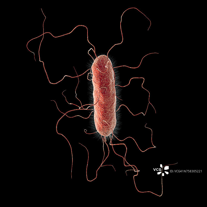 普通变形杆菌，图示图片素材