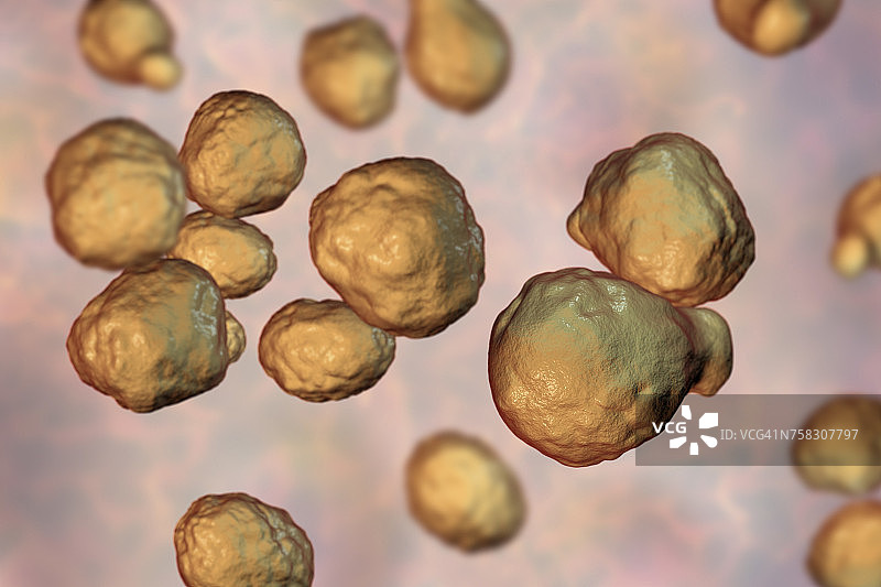 新型隐球菌插图图片素材