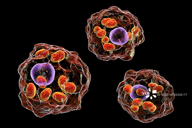 利什曼原虫寄生虫，图示图片素材