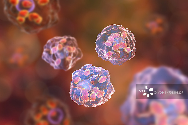 利什曼原虫寄生虫，图示图片素材