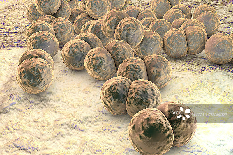 淋病奈瑟菌细菌，图示图片素材