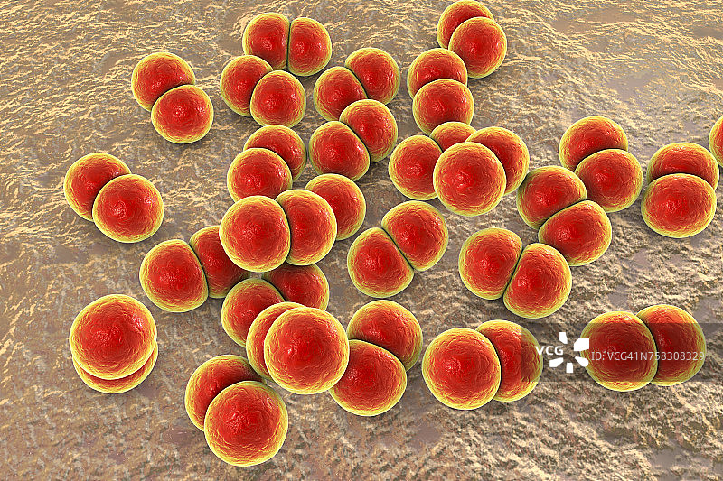 淋病奈瑟菌细菌，图示图片素材