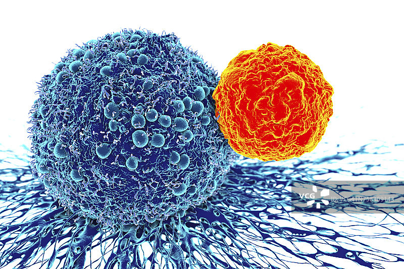 癌细胞和T细胞图图片素材