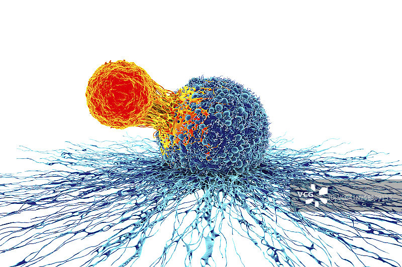 癌细胞和T细胞图图片素材