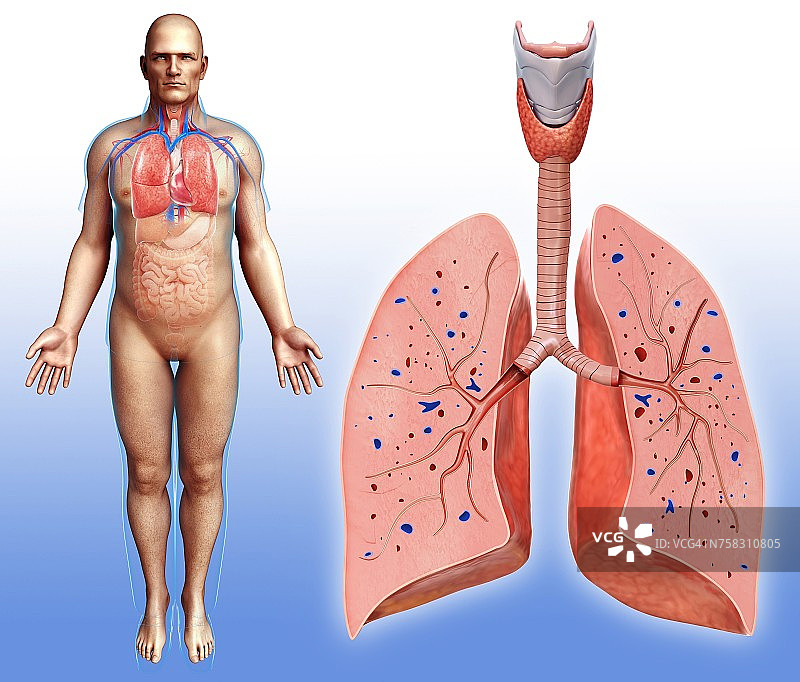 男性呼吸系统示意图图片素材