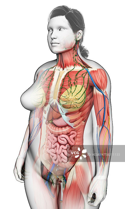 女性解剖,插图图片素材