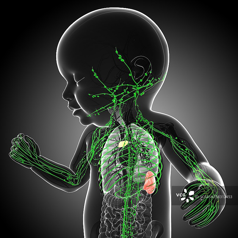 婴儿淋巴系统图图片素材