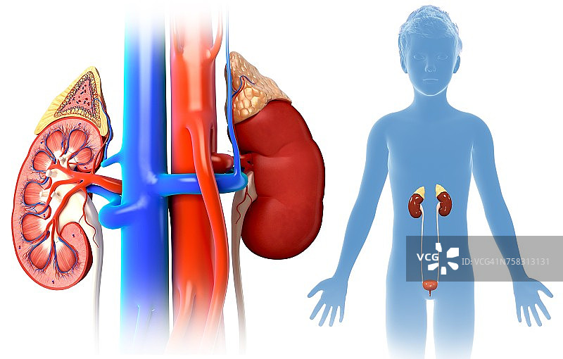 儿童肾脏解剖结构图图片素材