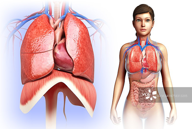 女性心脏和肺部插图图片素材