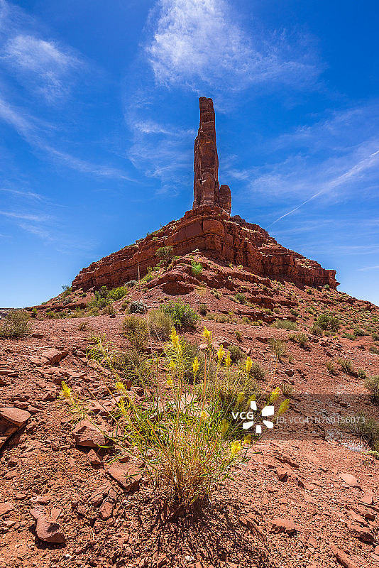 众神谷城堡孤丘前的王子羽毛野花，美国犹他州图片素材