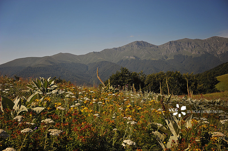保加利亚巴尔干山脉的野花图片素材