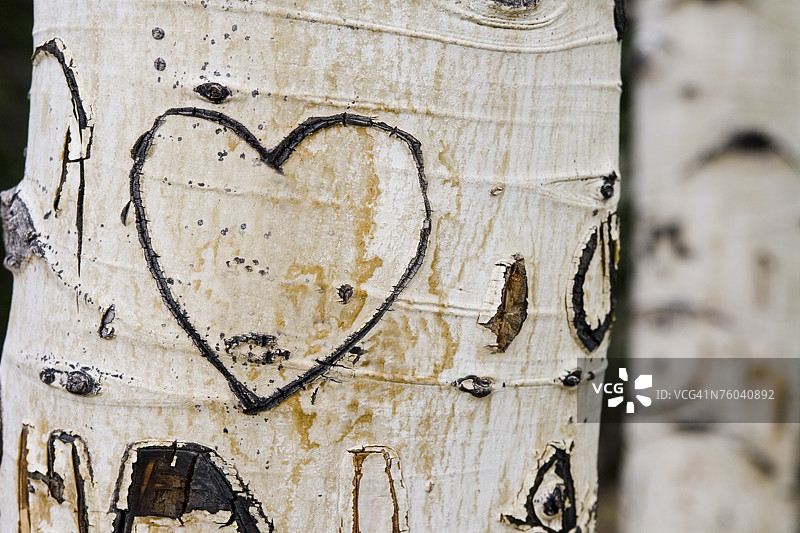 白杨树上的心形雕刻图片素材
