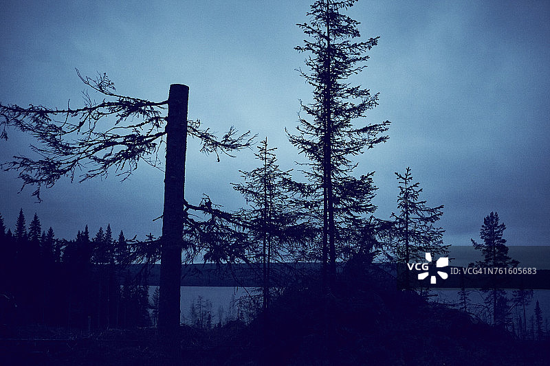 湖边的树木图片素材