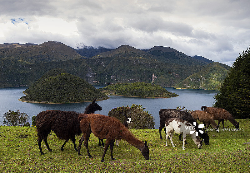 厄瓜多尔科塔卡奇，库伊科查湖边的羊驼图片素材
