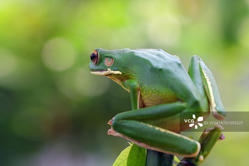 印度尼西亚白唇树蛙的侧面图片素材
