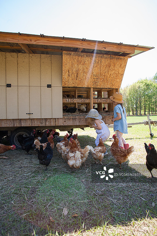 两个年轻女孩在农场从鸡舍里捡鸡蛋图片素材