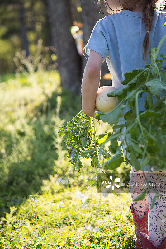 在农场手拿新鲜萝卜的年轻女孩（后视图）图片素材
