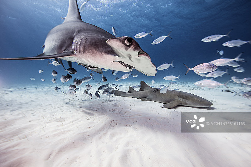 水下视角：双髻鲨、护士鲨与诱饵鱼，巴哈马群岛图片素材