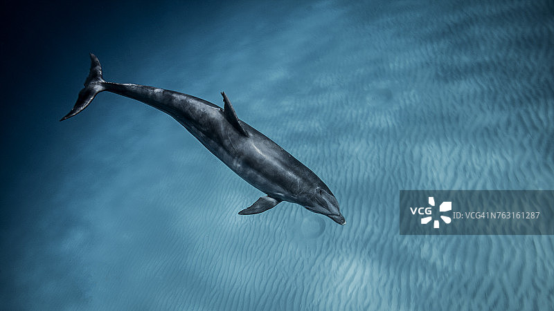 水下视角的宽吻海豚在蓝色海洋中游泳，巴哈马图片素材