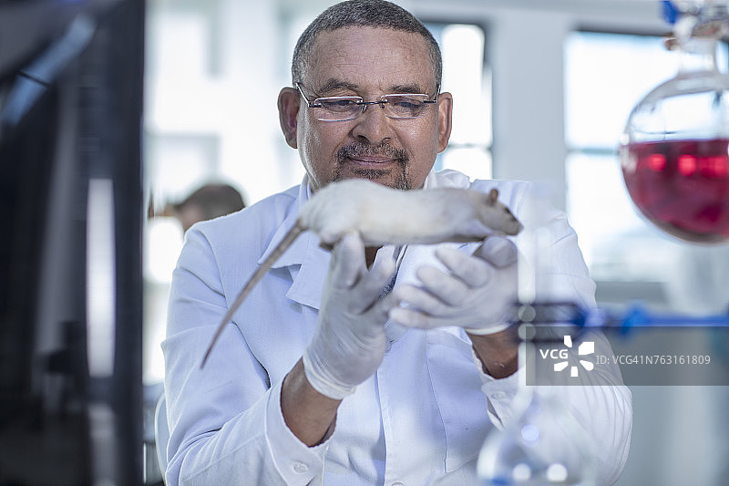 实验室工作人员手持白色实验鼠图片素材