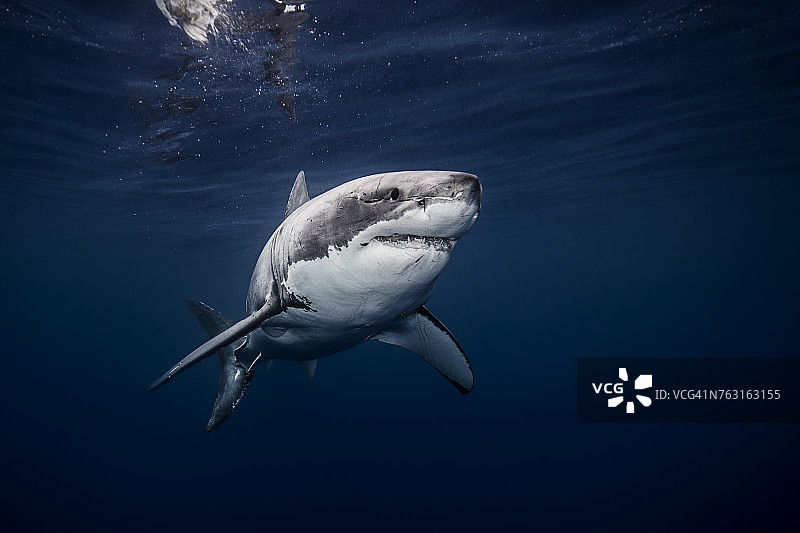 墨西哥锡那罗亚州蓝海中游泳的白鲨水下景观图片素材