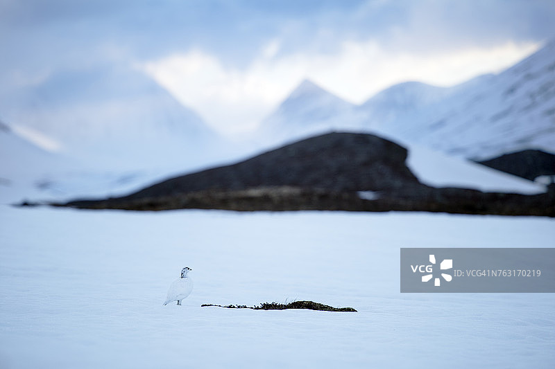雪地上的白色鸟图片素材
