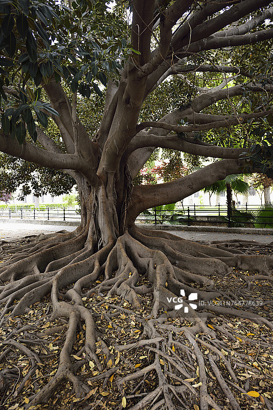 西班牙塞维利亚市中心榕树群中的大型橡胶树图片素材