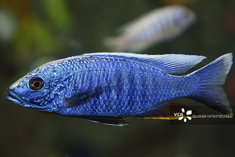 淡水水族箱中的蓝色非洲慈鲷图片素材