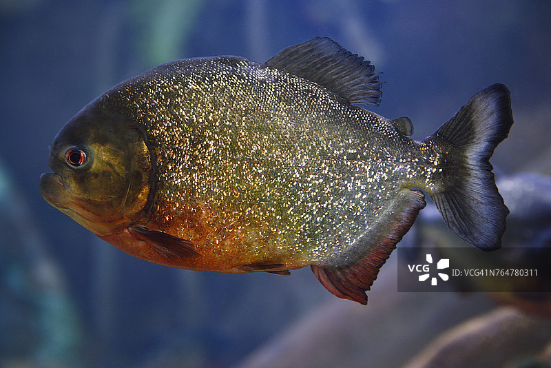 蓝色背景下的单条成年红腹食人鱼图片素材