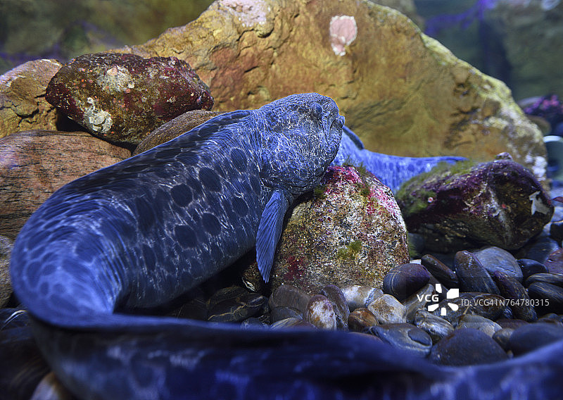 长尾狼鳗鱼图片素材