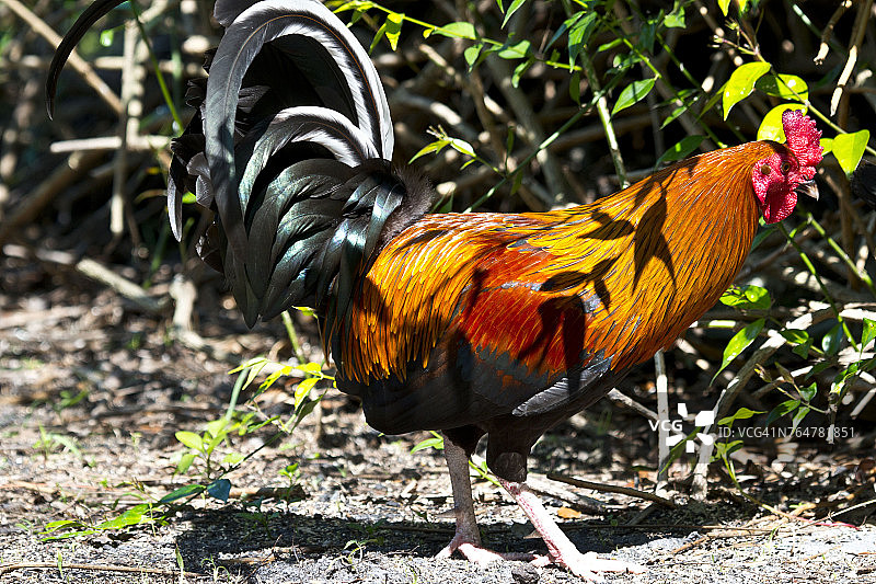 佛罗里达州伊莫卡利罗德岛红鸡图片素材