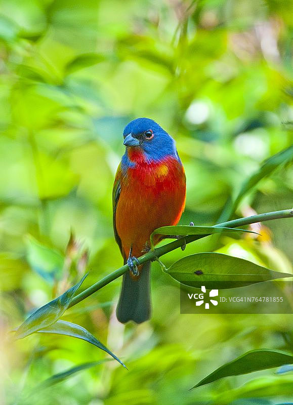 佛罗里达伊莫卡利灌木上的彩鹀图片素材